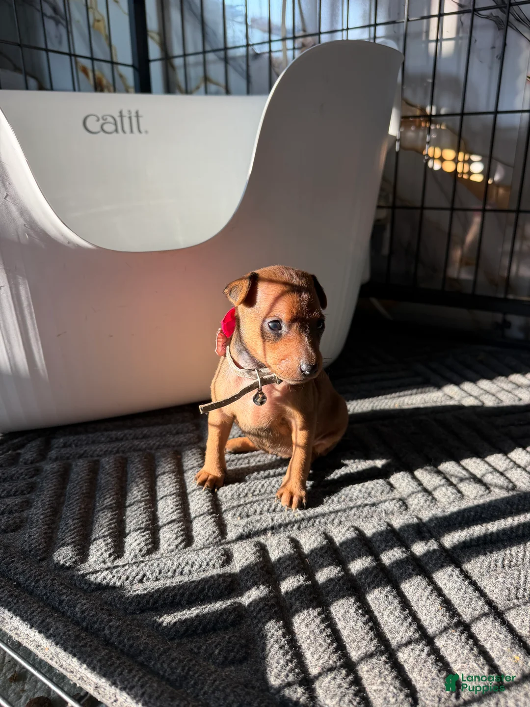 Miniature Pinscher dogs for sale: Miniature Pinscher 1 - Ad 2