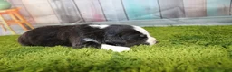 Miniature Australian Shepherd dogs for sale: Liberty - Ad 15