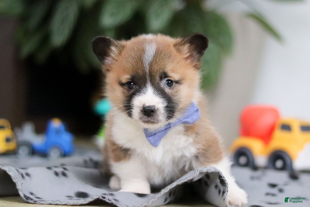 Welsh Corgi Pembroke dogs for sale: Arthur - Ad 4