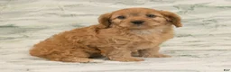 Cavapoo dogs for sale: Alice - Ad 2