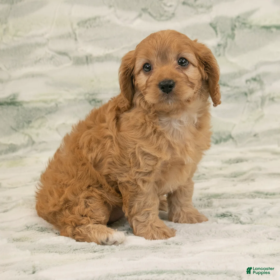 Cavapoo dogs for sale: Alice - Ad 2