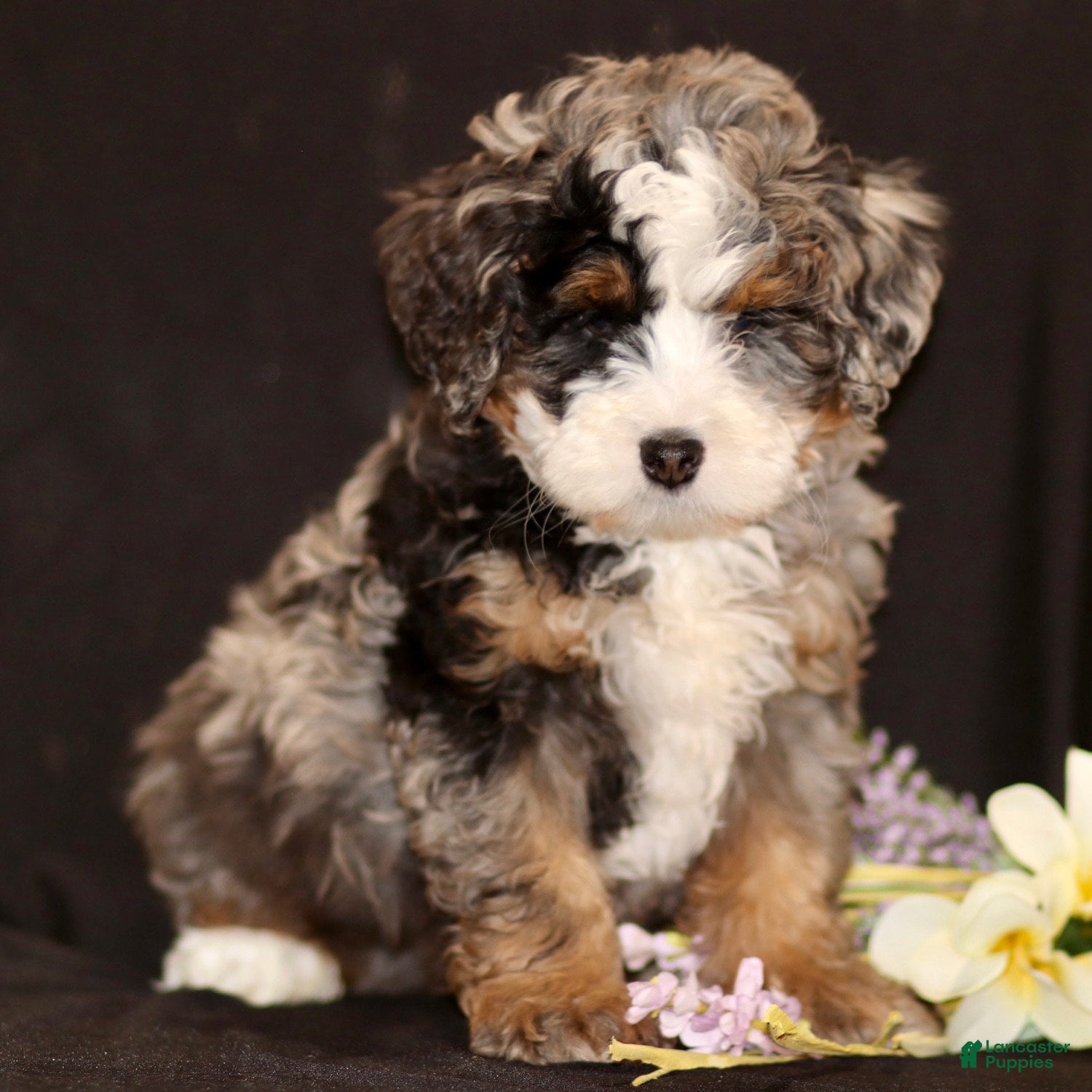 Mini Bernedoodle dogs Max - Ad 1