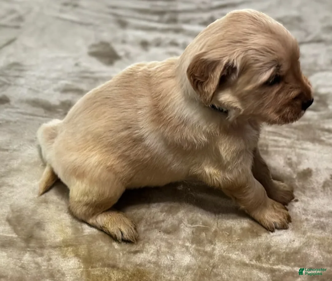 Golden Retriever dogs for sale: 2106 Dark Green Collar - Ad 1