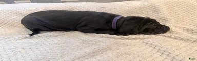 Purple Great Dane Girl 3