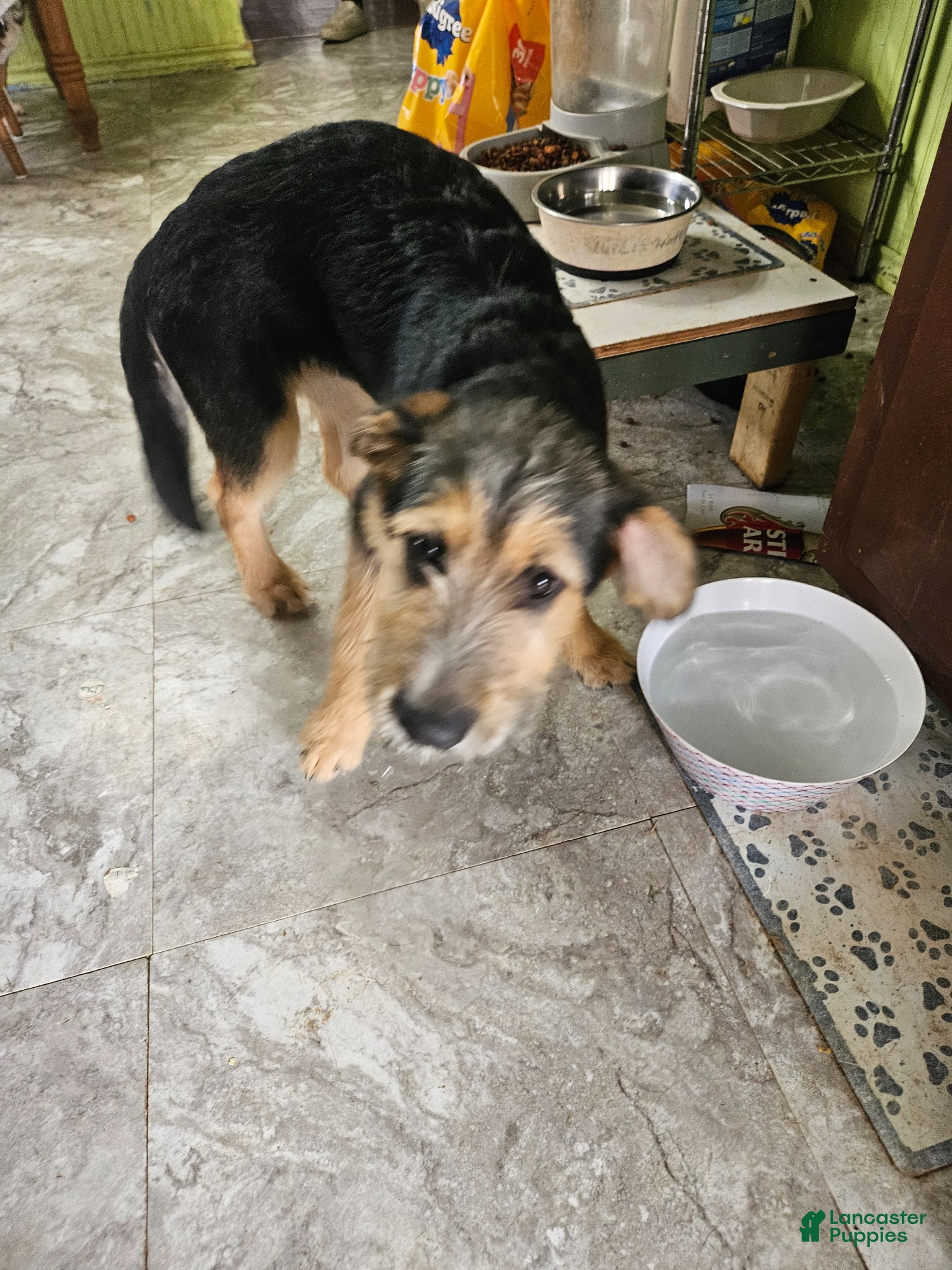 Mixed Breed dogs  Dark Green - Ad 3