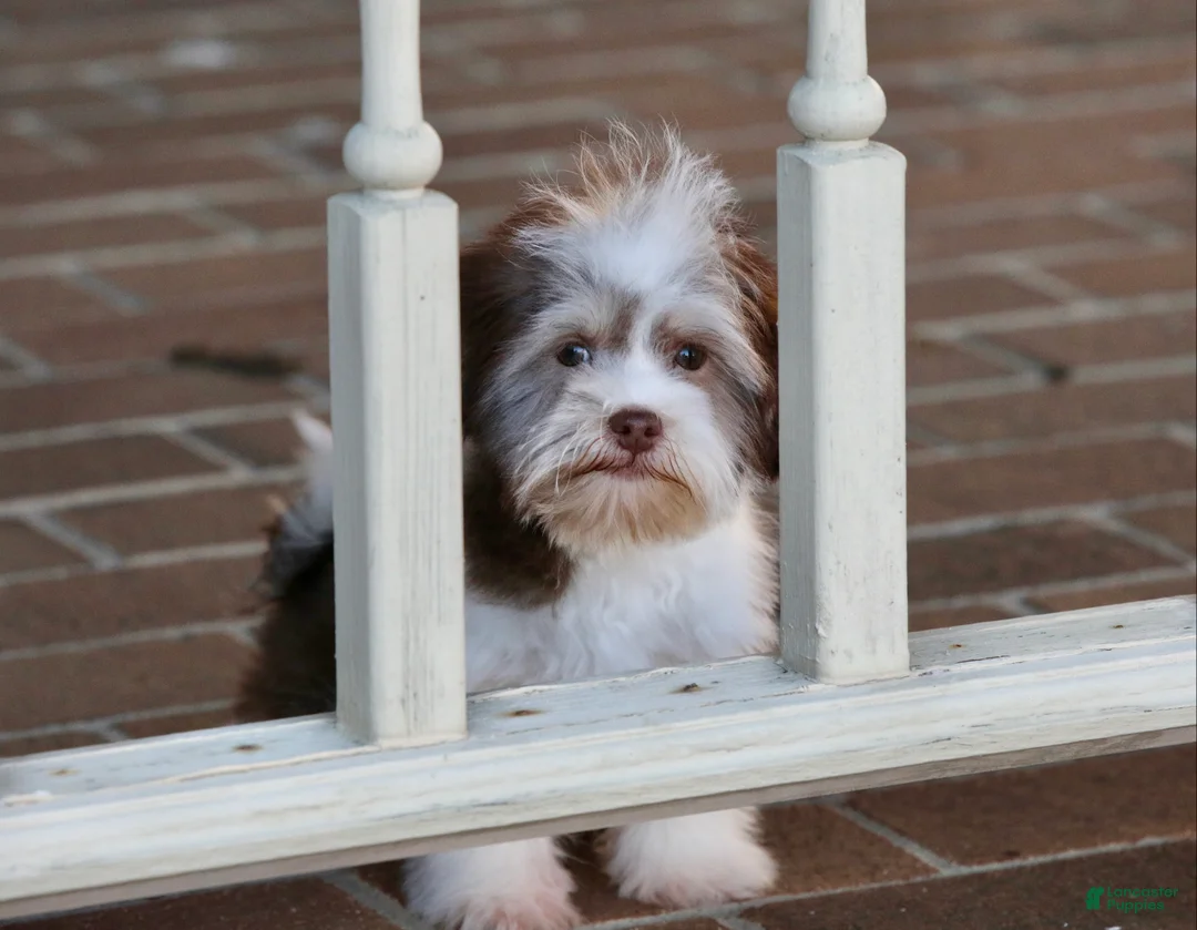 Havanese dogs for sale: Hope - Ad 6
