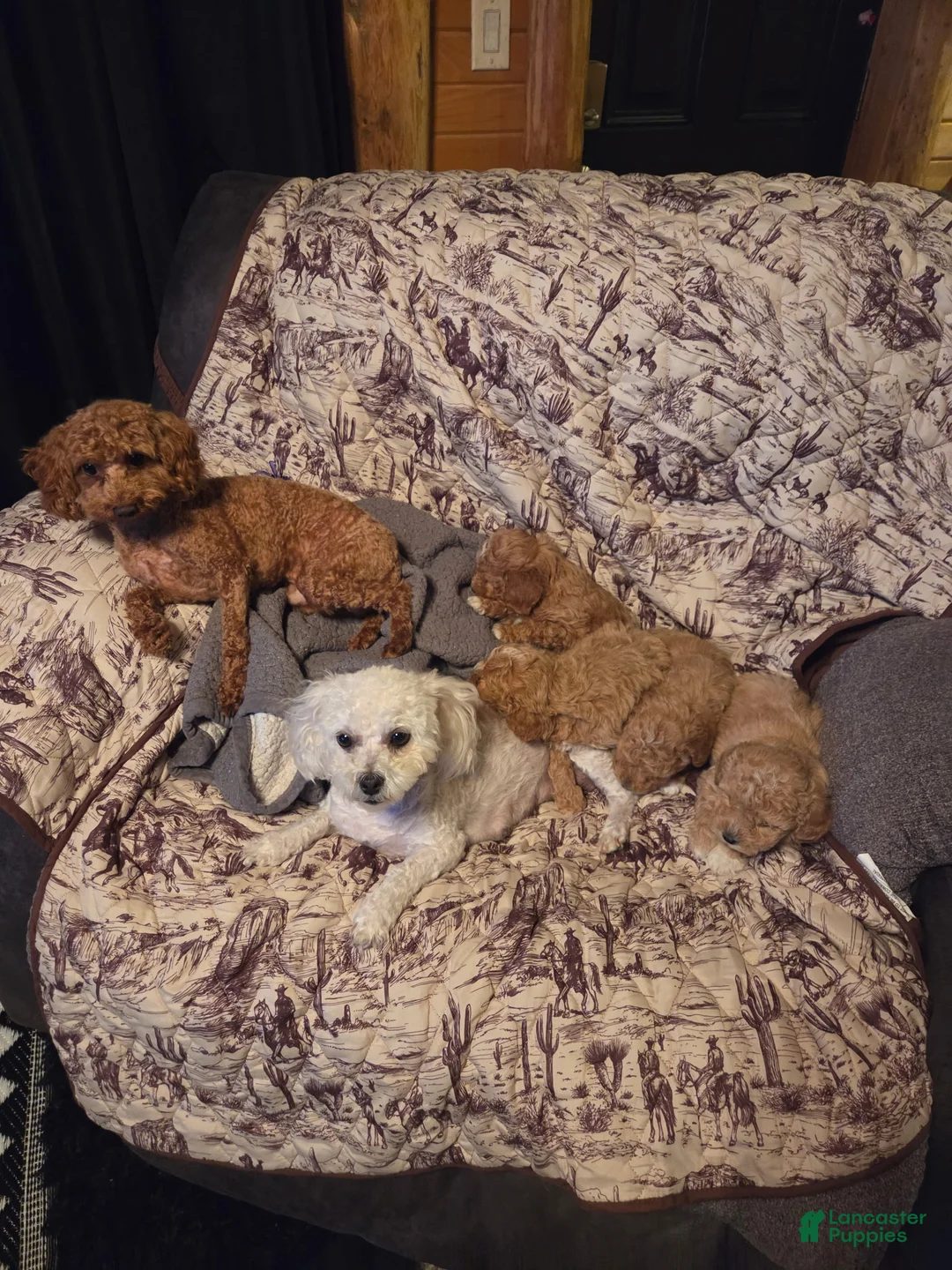 Bichpoo dogs for sale: Butterscotch  - Ad 8