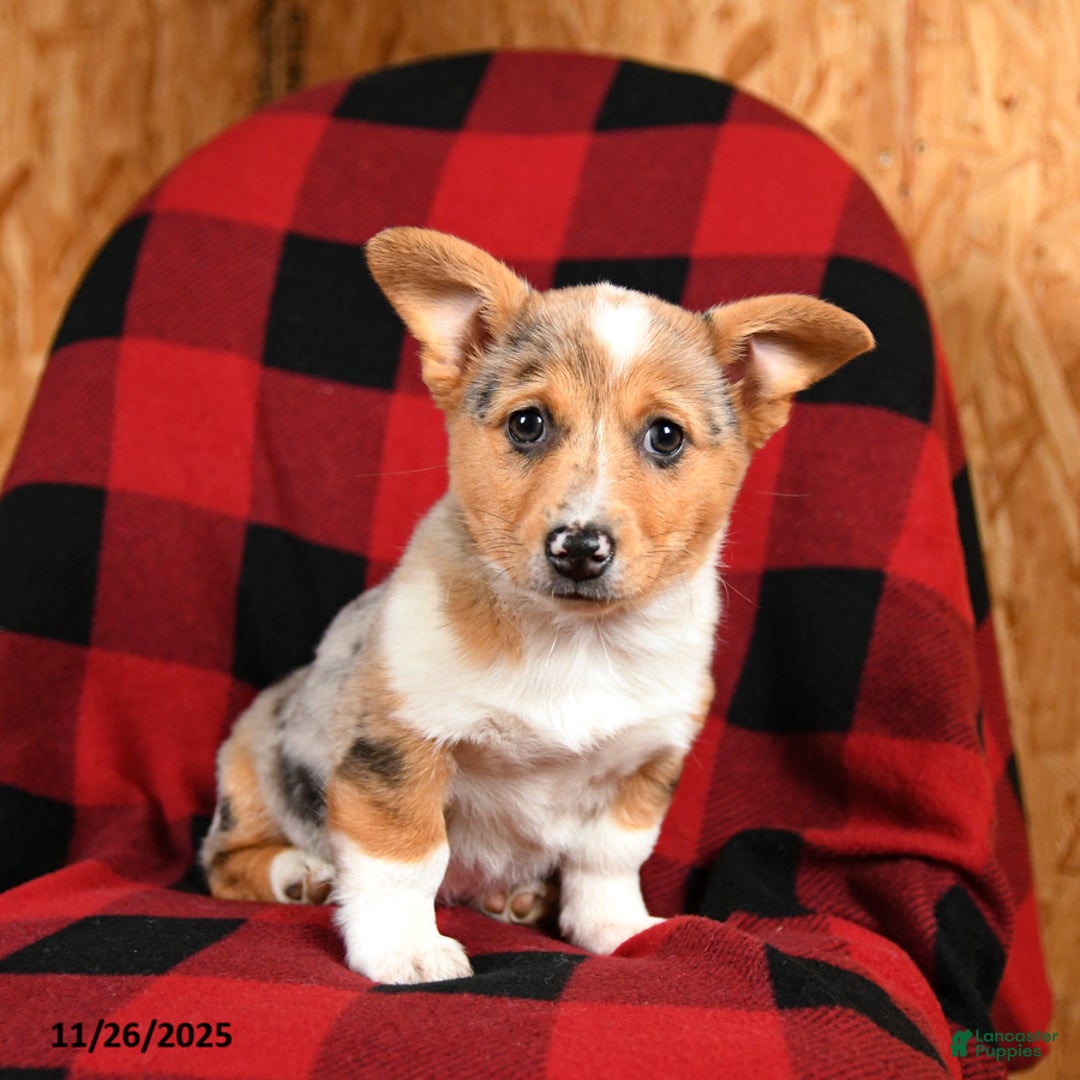 Welsh Corgi Pembroke dogs for sale: Kiwi - Ad 3