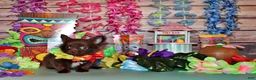 Chihuahua dogs for sale: Ian - Ad 4