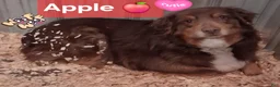 Australian Shepherd dogs for sale: One - Ad 8