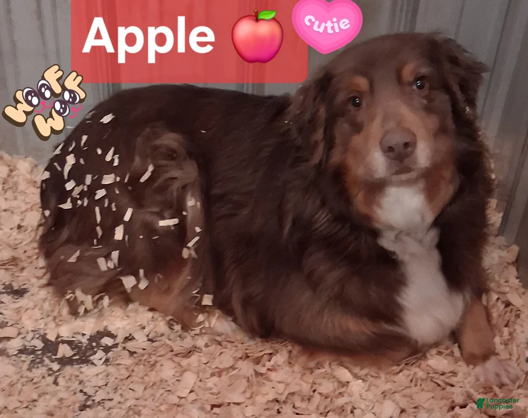 Australian Shepherd dogs for sale: Australian Shepherd 6 - Ad 2