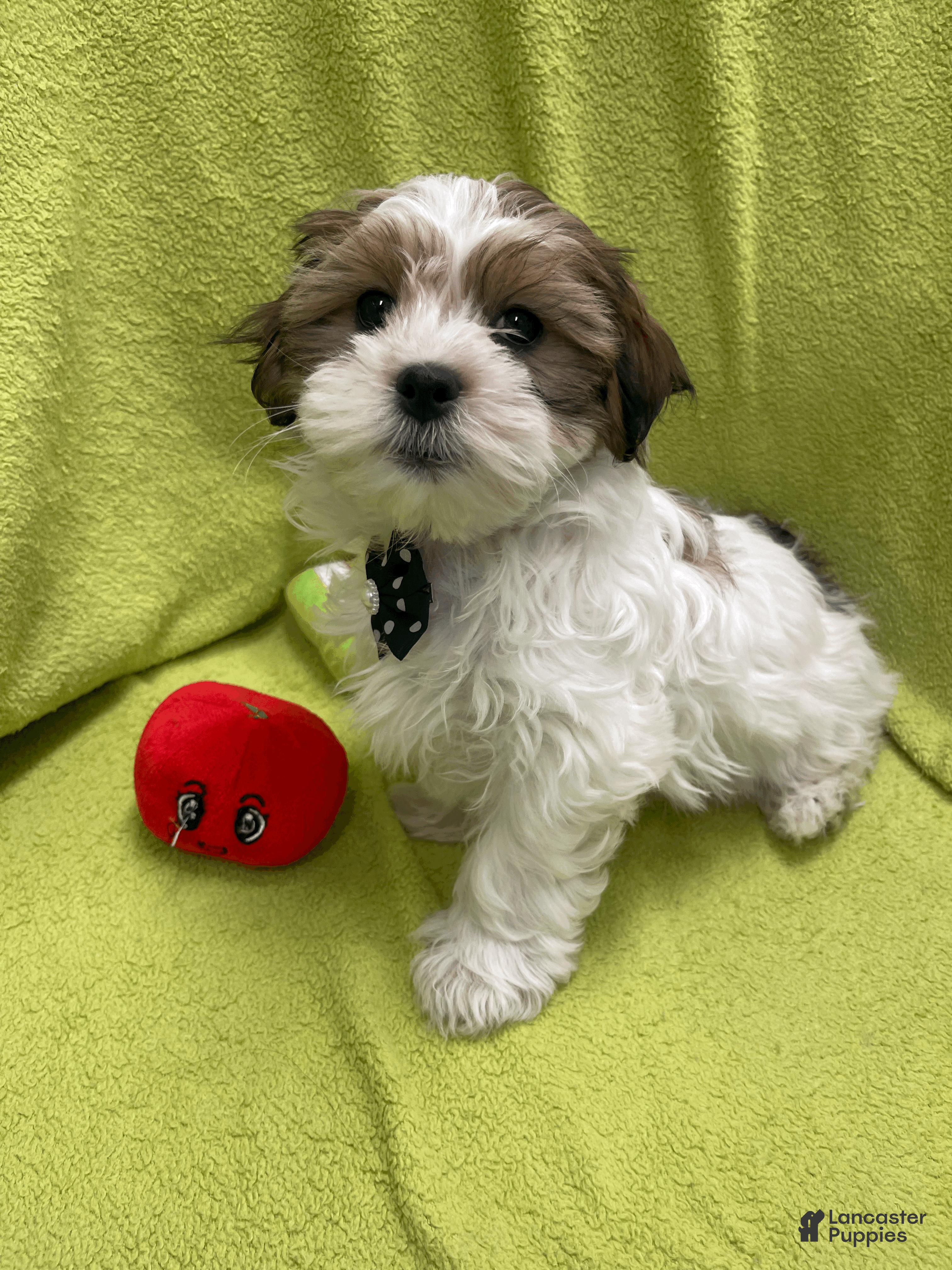 Malshi dogs Max - Ad 24