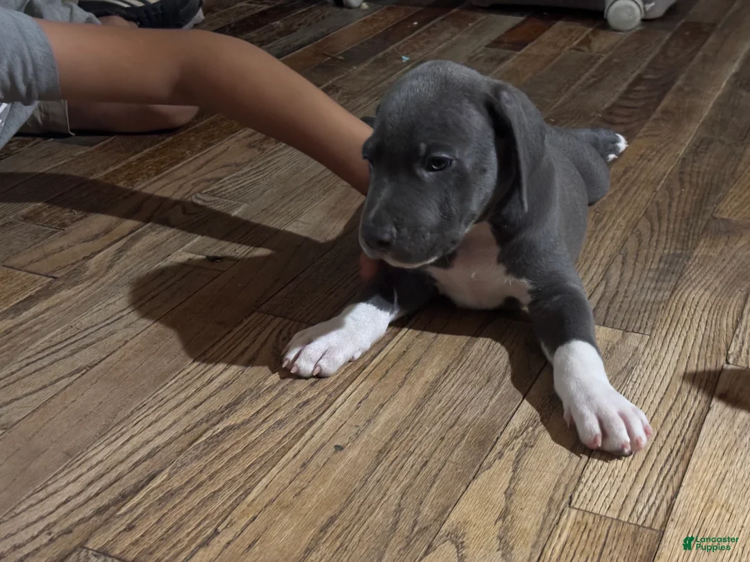 Mixed Breed dogs for sale: Baby 1 - Ad 2