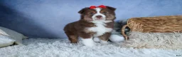 Miniature Australian Shepherd dogs for sale: ELVIS - Ad 16