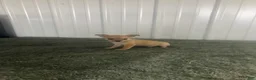Chihuahua dogs for sale: Chihuahua Puppy 3 - Ad 3