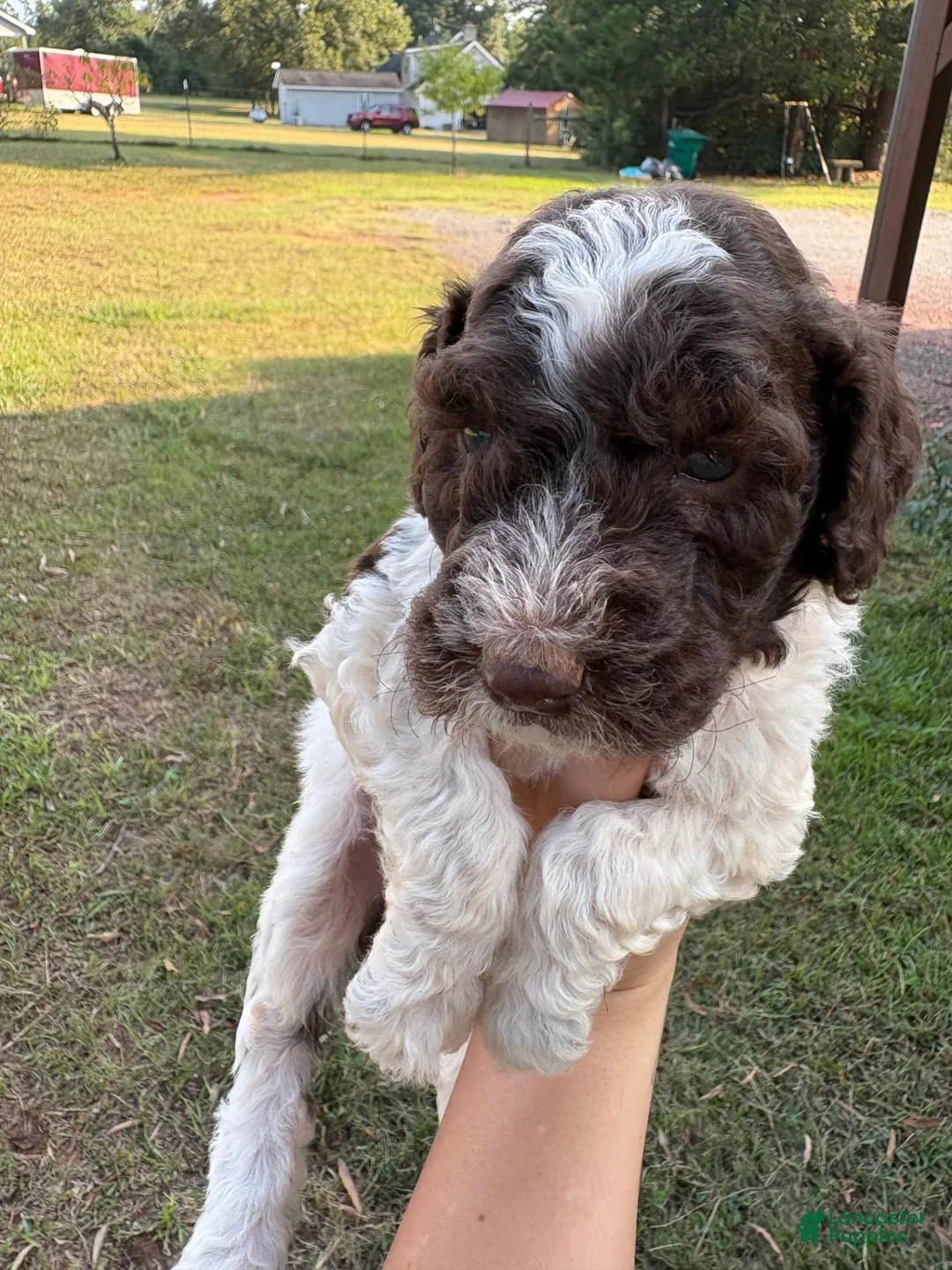 Standard Poodle dogs for sale: Standard Poodle(Duke) - Ad 2