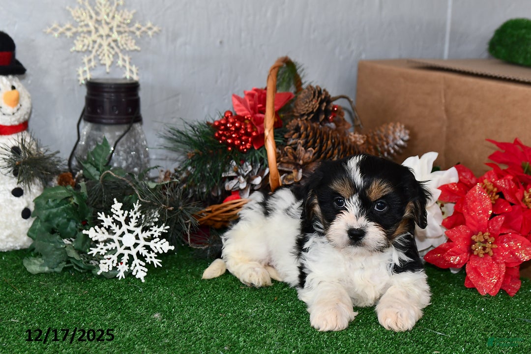 Cavachon dogs for sale: Roscoe - Ad 2