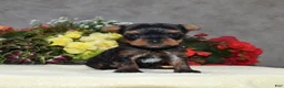 Yorkshire Terrier dogs for sale: Cora | Teacup  - Ad 5