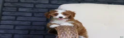 Cavapoo dogs for sale: Precious - Ad 5