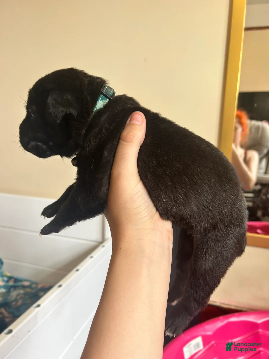 Cane Corso dogs for sale: Green - Ad 2