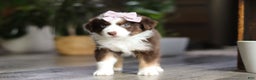 Miniature Australian Shepherd dogs for sale: Mocca - Ad 7
