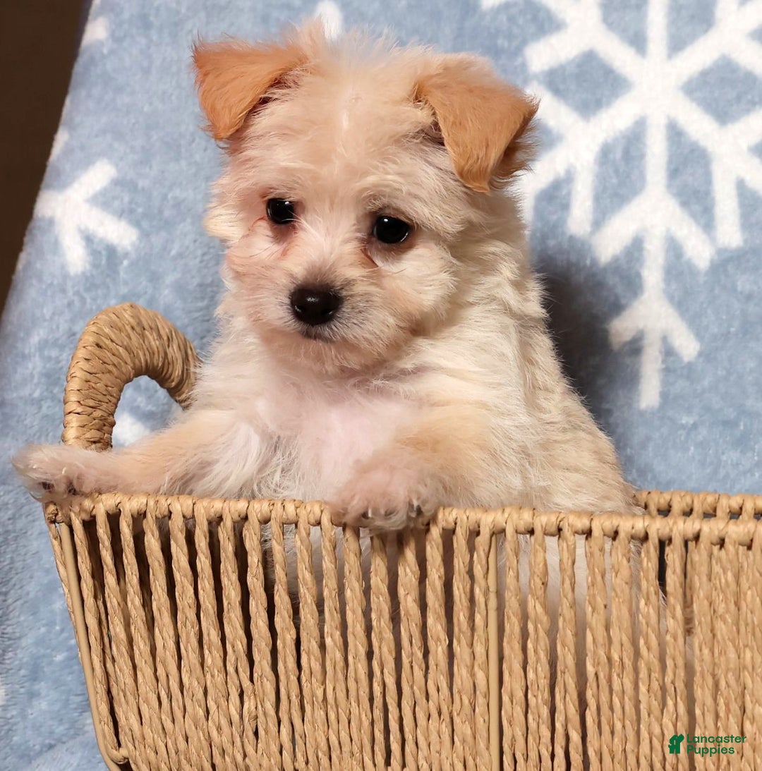 Yochon dogs for sale: Allie - Ad 7