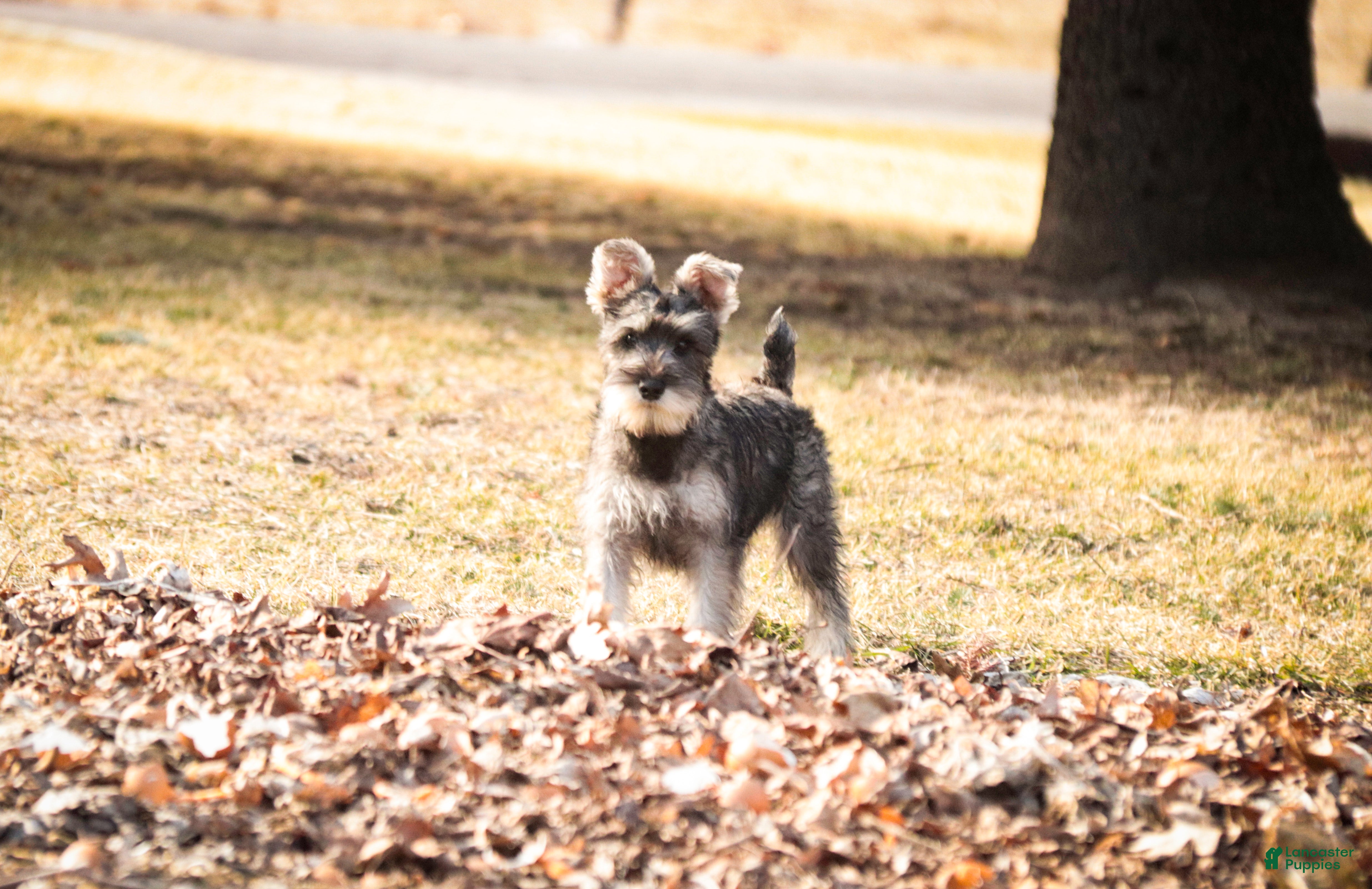 Miniature Schnauzer dogs Maggie - Ad 2