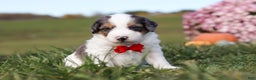 Mini Bernedoodle dogs for sale: Charlie - Ad 5