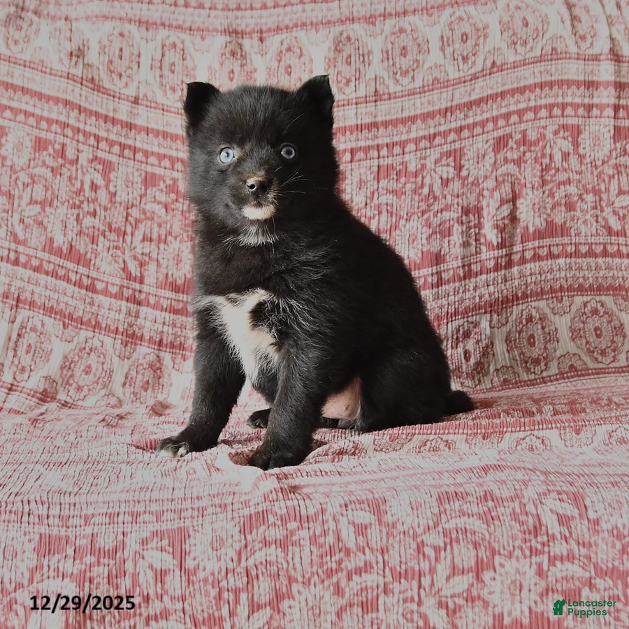 Pomsky dogs Leila - Ad 36