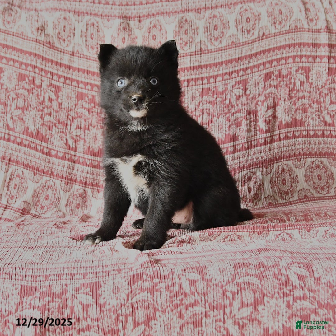 Pomsky dogs for sale: Leila - Ad 1