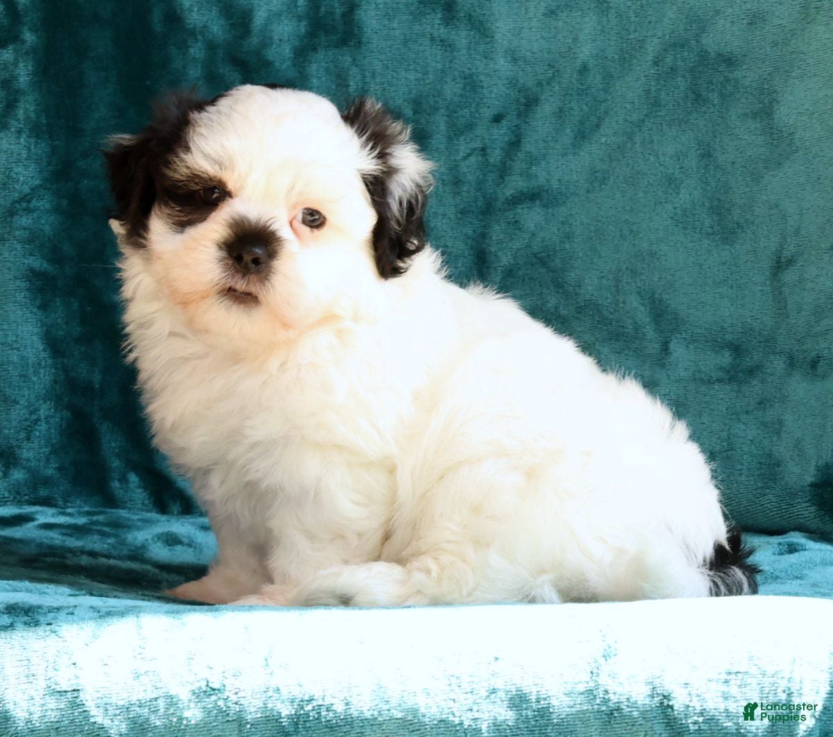 Malshi dogs Panda - Ad 2