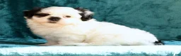 Malshi dogs for sale: Panda - Ad 2