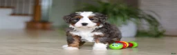 Mini Bernedoodle dogs for sale: Makenzie - Ad 4