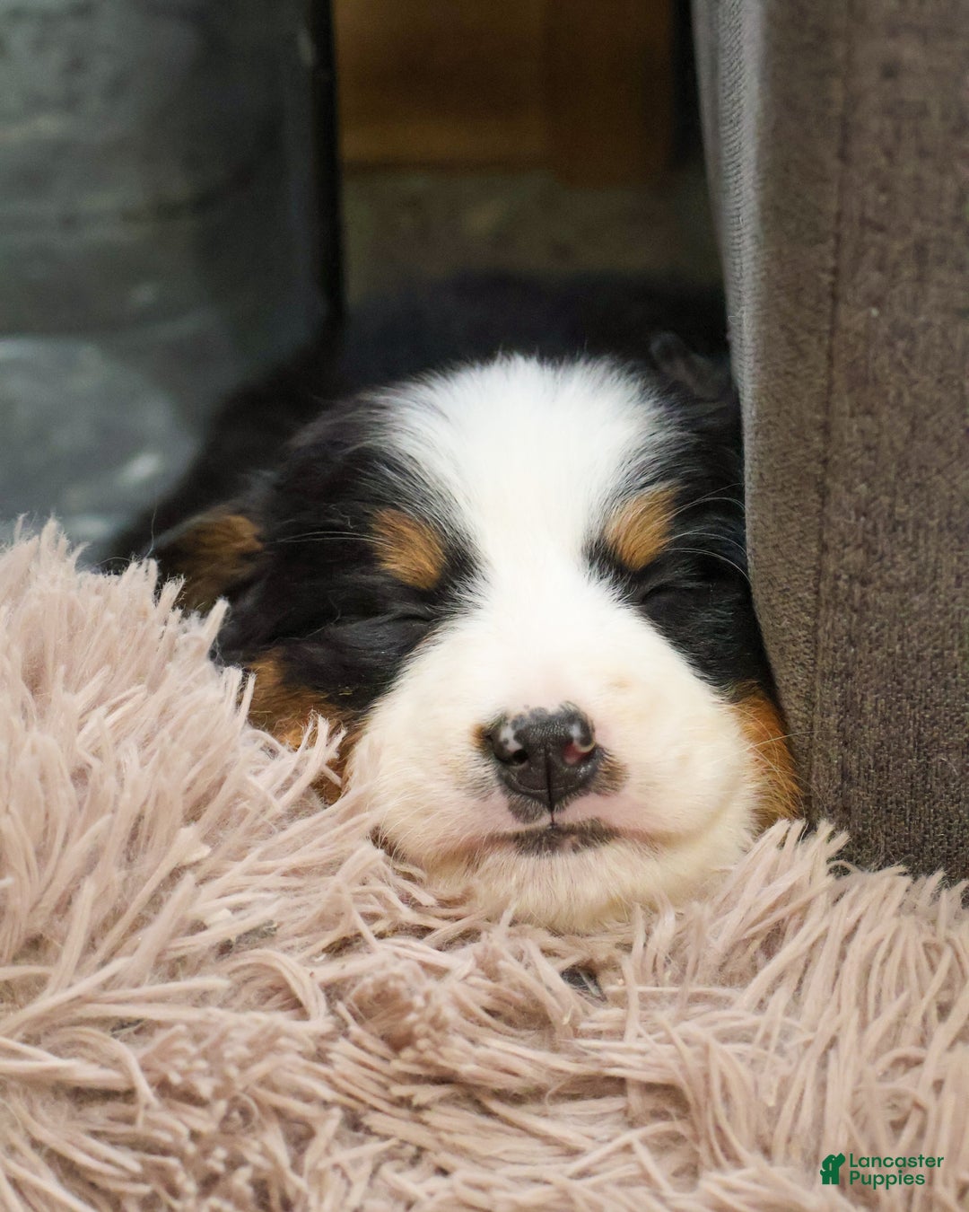 Bernese Mountain Dog dogs for sale: Mistletoe - Ad 1