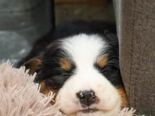 Bernese Mountain Dog dogs Mistletoe - Ad 25