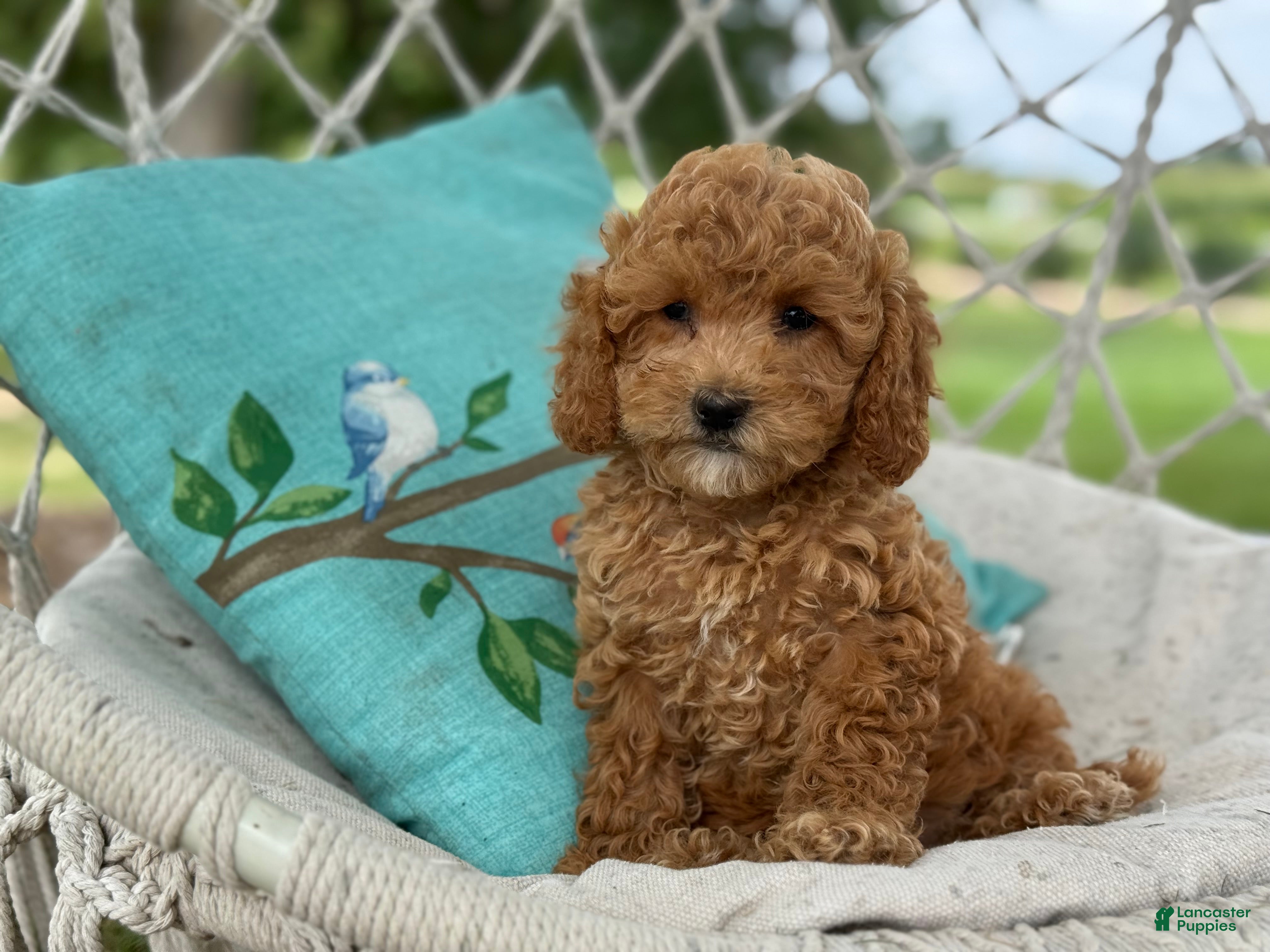 Cavapoo dogs Coco - Ad 1