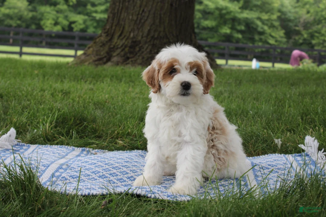 Mini Goldendoodle dogs for sale: Tessa - Ad 2