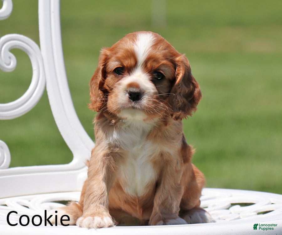 Cockalier dogs Cookie - Ad 1