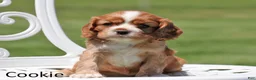 Cockalier dogs for sale: Cookie - Ad 1