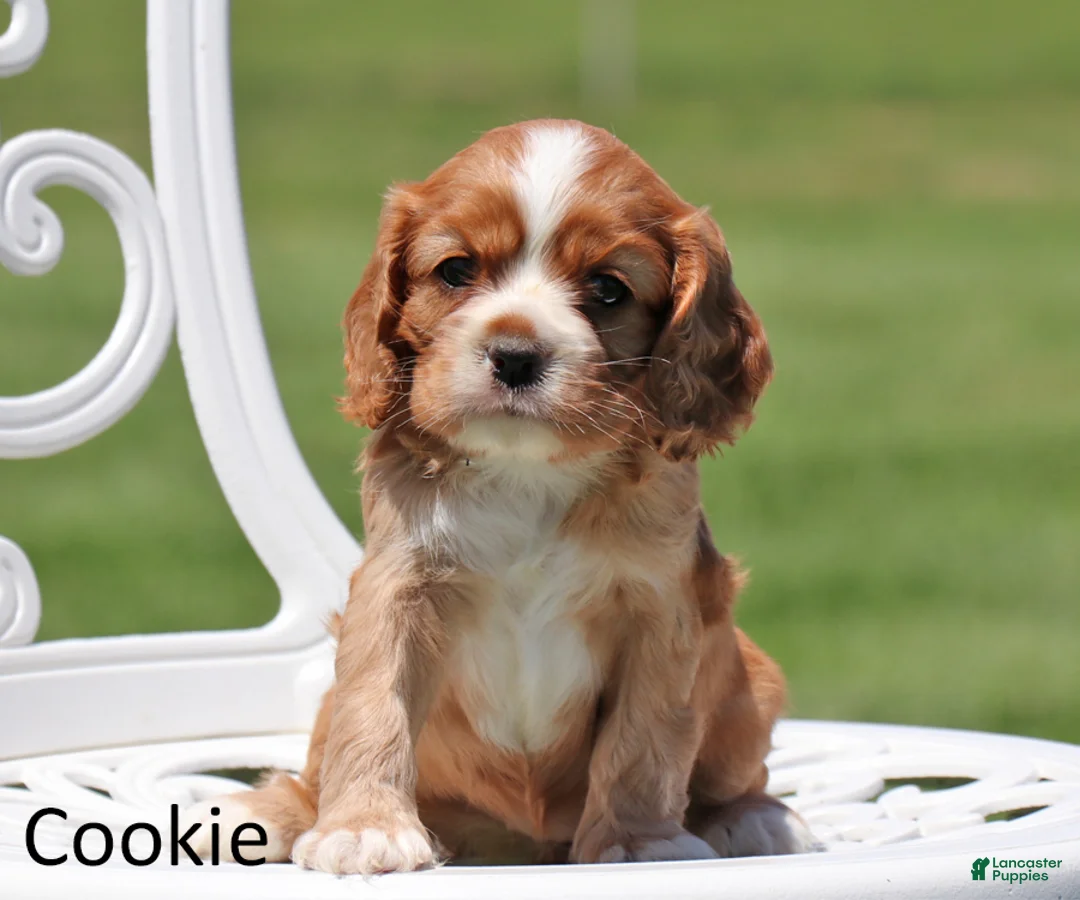 Cockalier dogs for sale: Cookie - Ad 1