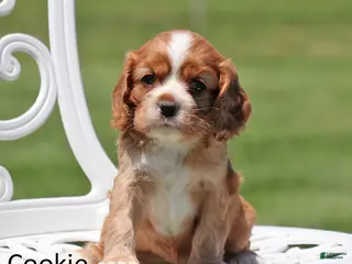 Cockalier dogs for sale: Cookie - Ad 2