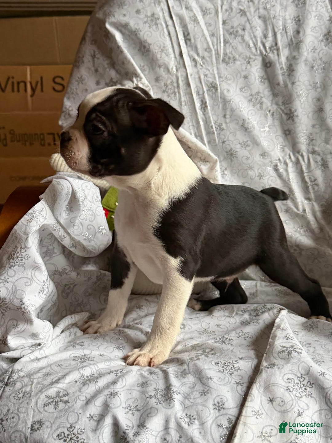 Boston Terrier dogs for sale: Mickey - Ad 2
