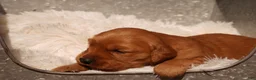 Golden Retriever dogs for sale: Daisy -AKC, Genetically Clear - Ad 2