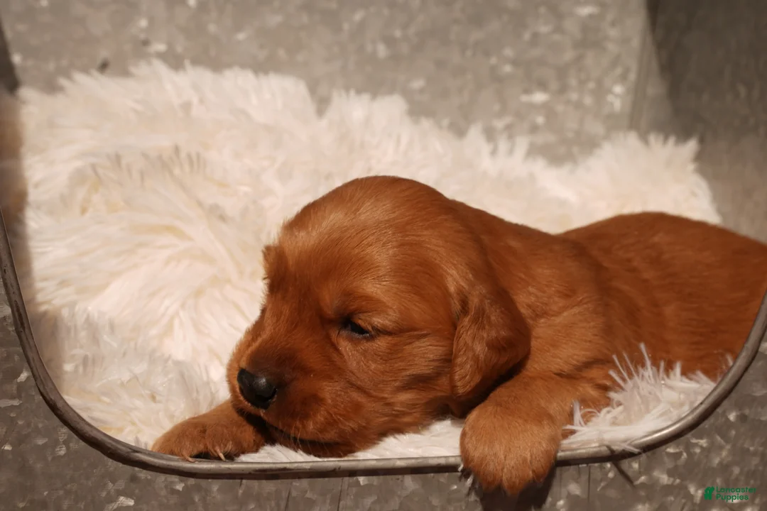 Golden Retriever dogs for sale: Daisy -AKC, Genetically Clear - Ad 2