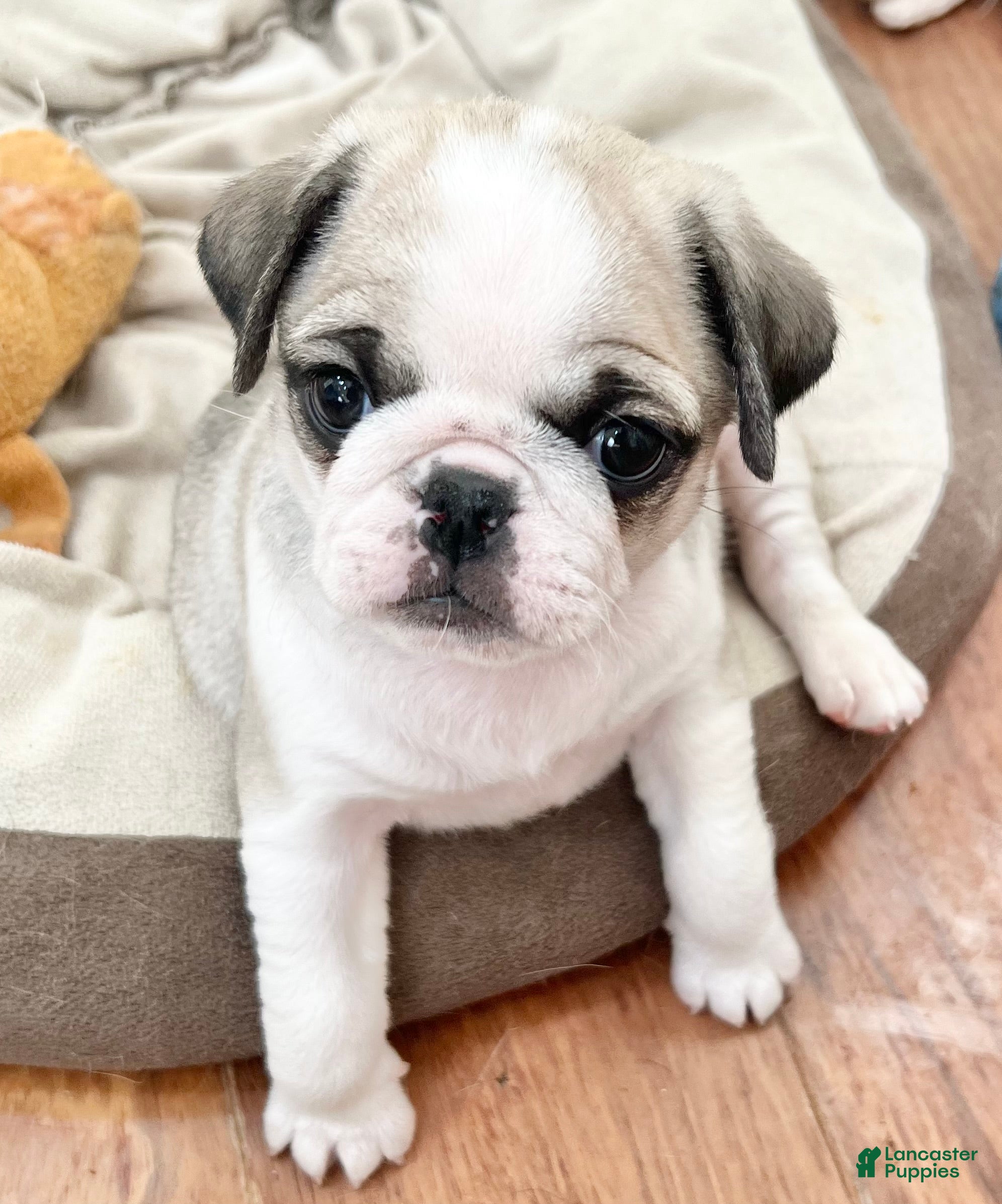 Pug dogs for sale: Pug Puppy 7 - Ad 4