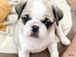 Pug dogs Pug Puppy 7 - Ad 8