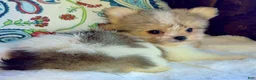 Mixed Breed dogs for sale: Designer Breed Yorkishire Terrier, Pomeranian Mix Puppy Female Bella - Ad 8