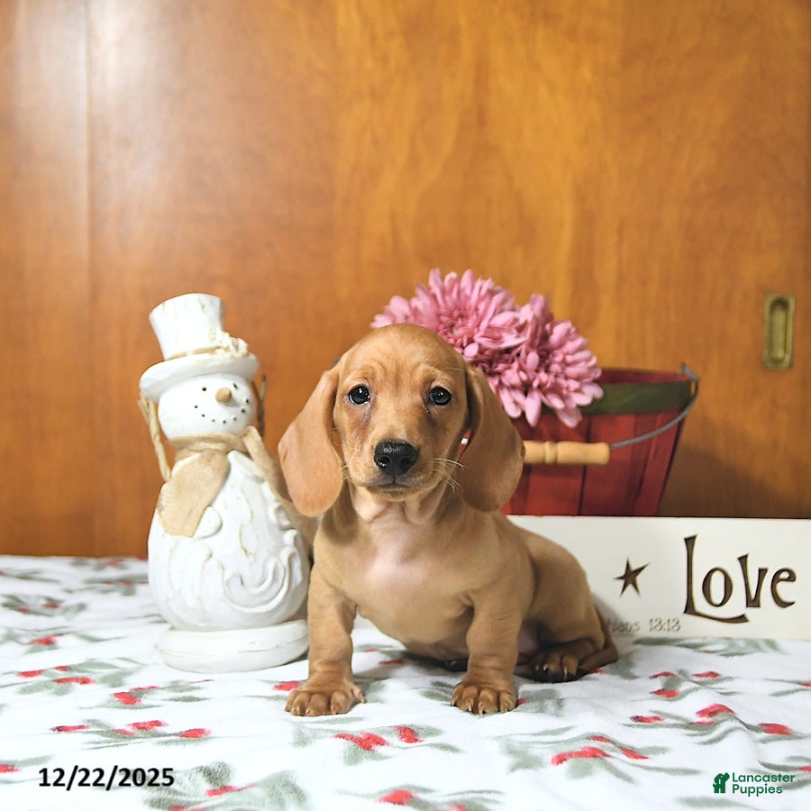 Miniature Dachshund dogs Travis - Ad 6
