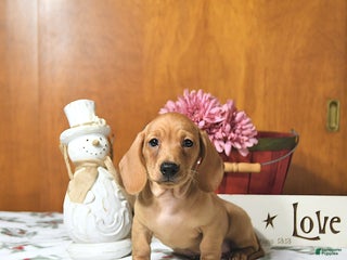 Miniature Dachshund dogs Travis - Ad 6
