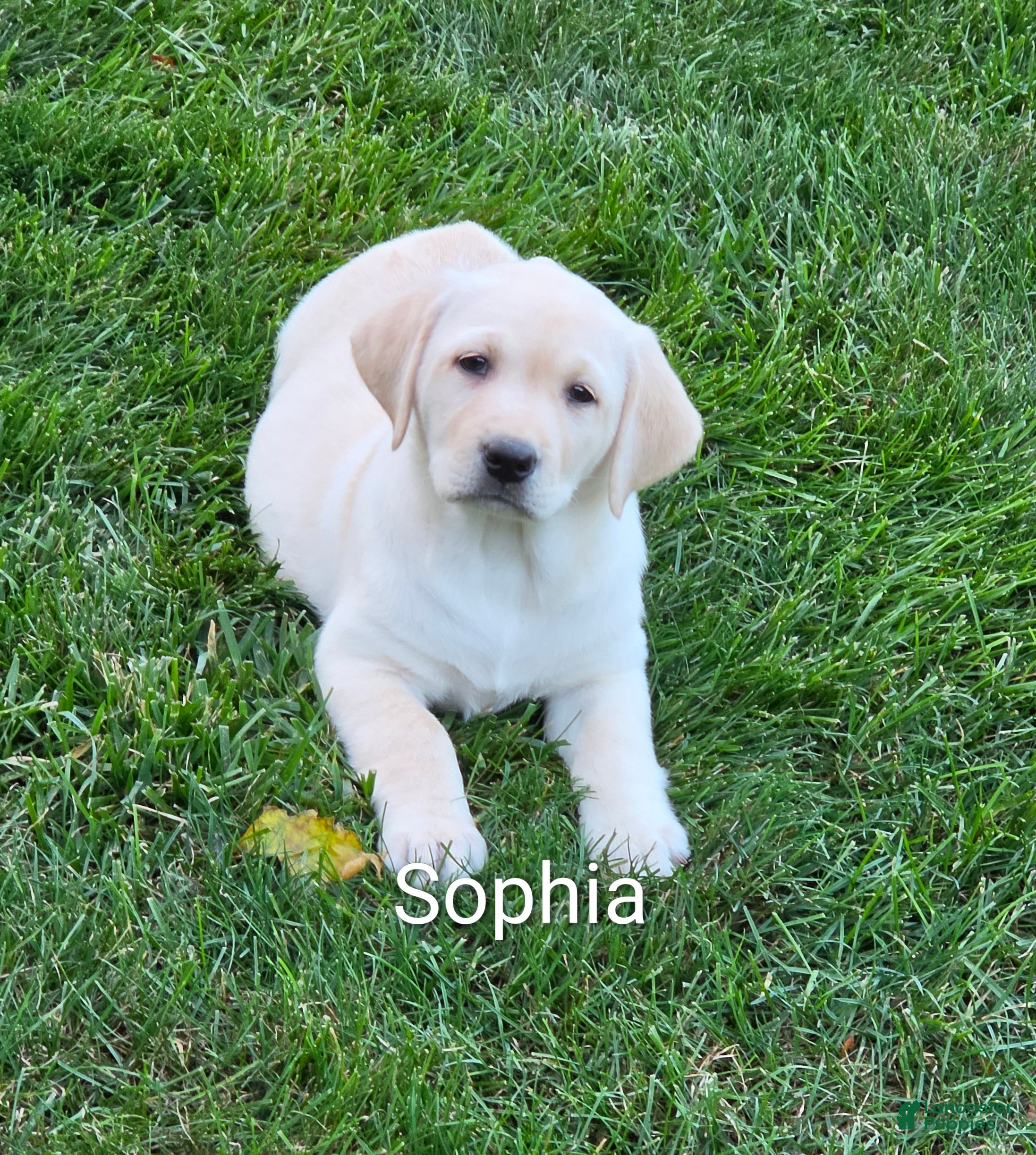 Labrador Retriever dogs Labrador Retriever Sophia - Ad 1